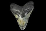 Fossil Megalodon Tooth - North Carolina #119418-1